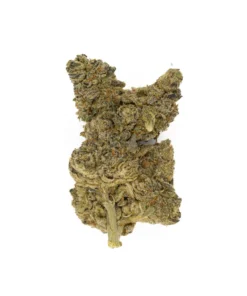 STAR GAZER ( INDICA)
