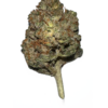 UK Stardawg