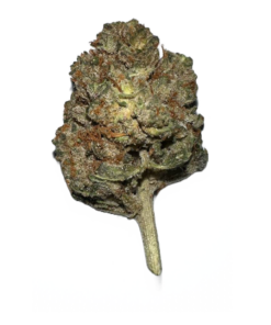 UK Stardawg