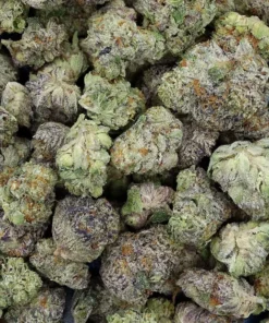 ICE CREAM CAKE BX (INDICA) OZ SPECIAL