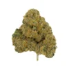 COCOLATO (HYBRID)