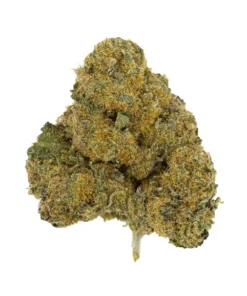 COCOLATO (HYBRID)