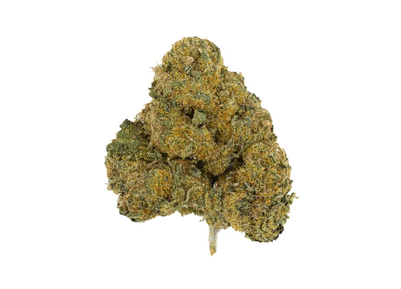 COCOLATO (HYBRID)